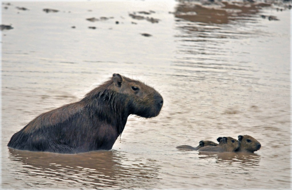 Encountering Capybaras On Colombia's Eastern Plains