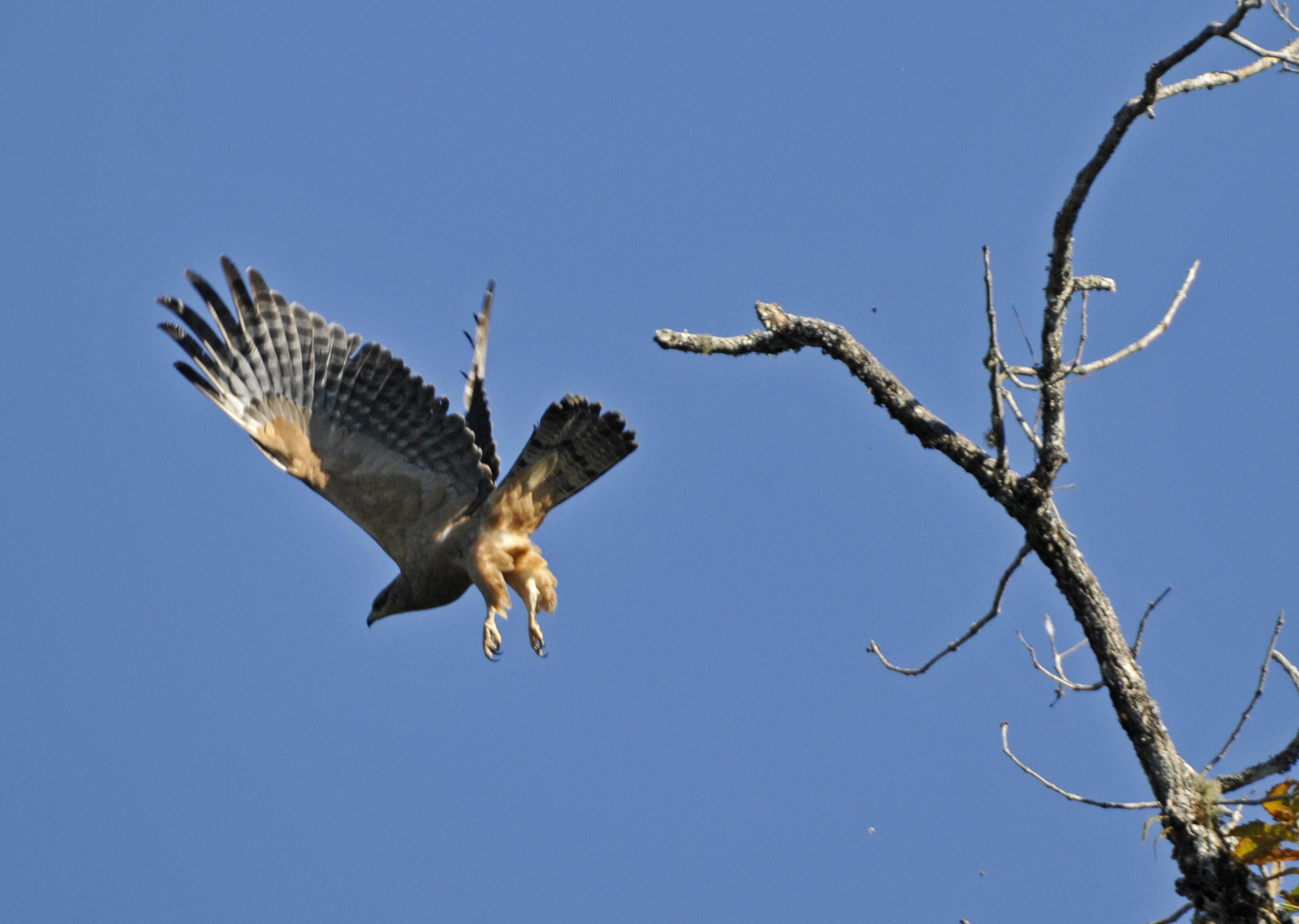 Mountain Hawk Eagle (3) | Marie-France Grenouillet – Wildlife Photographer