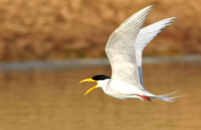 Indian River Tern (2) | Marie-France Grenouillet – Wildlife Photographer