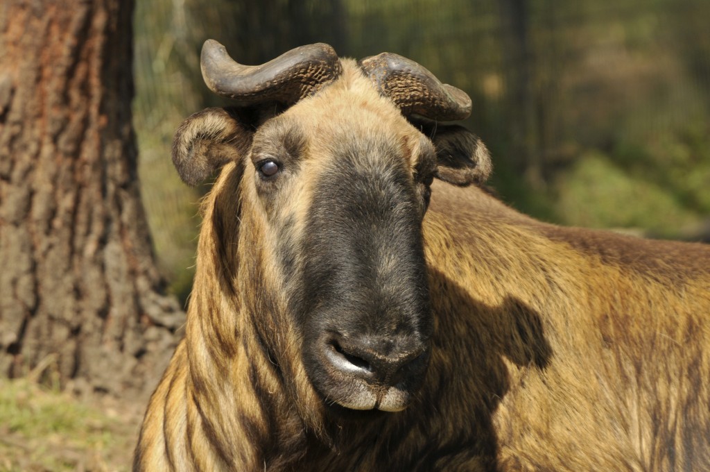 Takin (Thimphu zoo) 2 | Marie-France Grenouillet – Wildlife Photographer