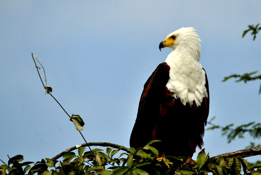 Malawi – Fish Eagles