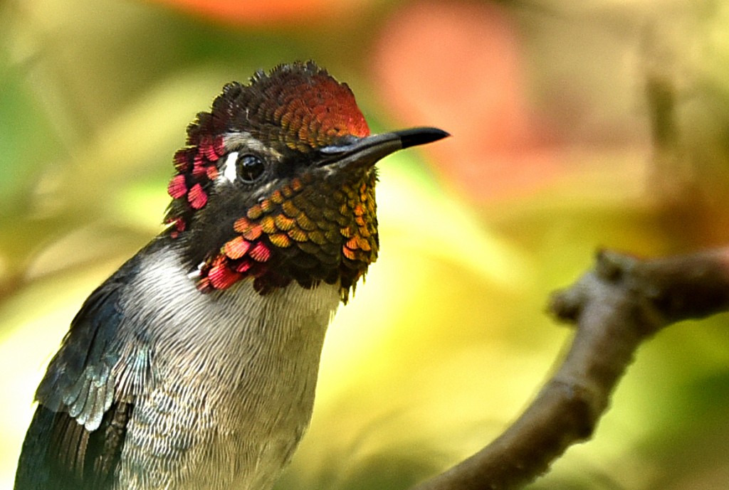 cuban bee hummingbird