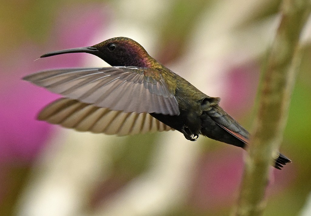 Jamaica Birds