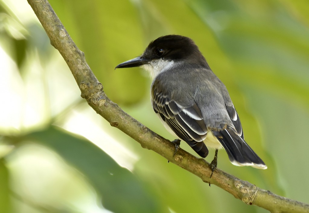 Jamaica Birds