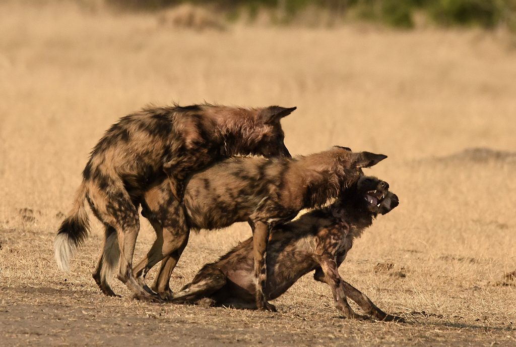 Собаки спариваются. Гиеновидная собака спаривается. Human mating. Wild mating.